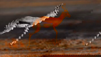 Wendy Wu Africa Tours