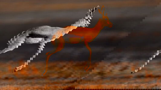 Wendy Wu Africa Tours