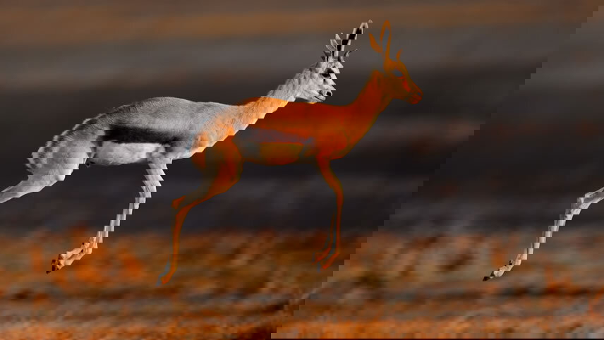 Classic African Safari with Zambezi Queen