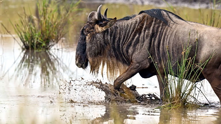 Wildebeest in the Serengeti, Tanzania Wildebeest in the Serengeti, Tanzania