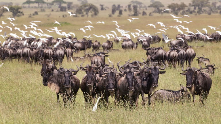 Wildebeest herd on the Serengeti, Tanzania Wildebeest herd on the Serengeti, Tanzania