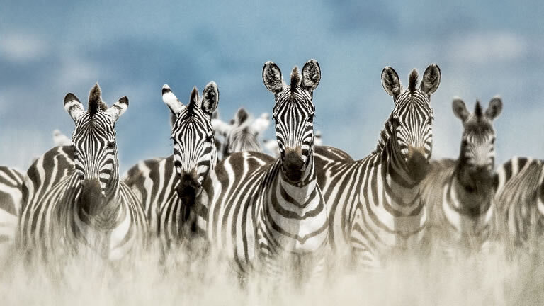 South Africa: from Wine to Wild with Victoria Falls