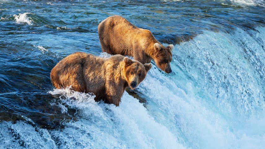 Brown Bears & King Salmon