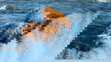 13 Day Nature's Best: Alaska with Alaska Cruise (Globus)