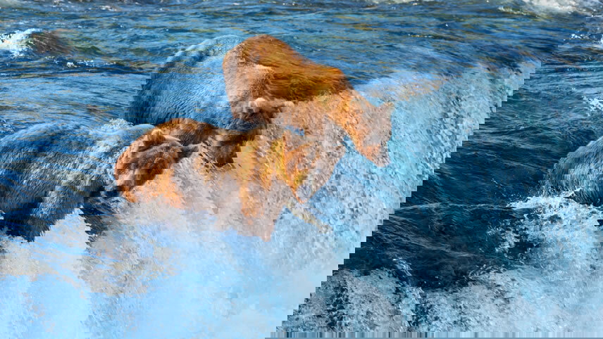 Nature's Best: Alaska with Alaska Cruise