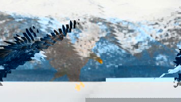 Tour+Cruise Packages Tours