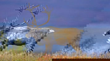 12 Day Alaska & the Yukon (Cosmos)