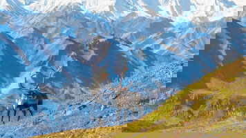 12 Day Alaska Discovery (Collette)