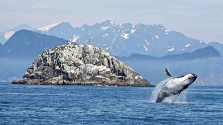Whale Watching in Alaska