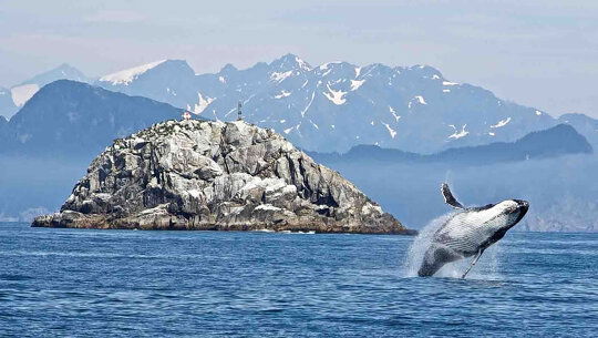 Whale Watching in Alaska
