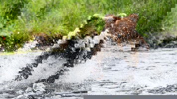 21 Day Japan, Alaska & Pacific Crossing (Seabourn)