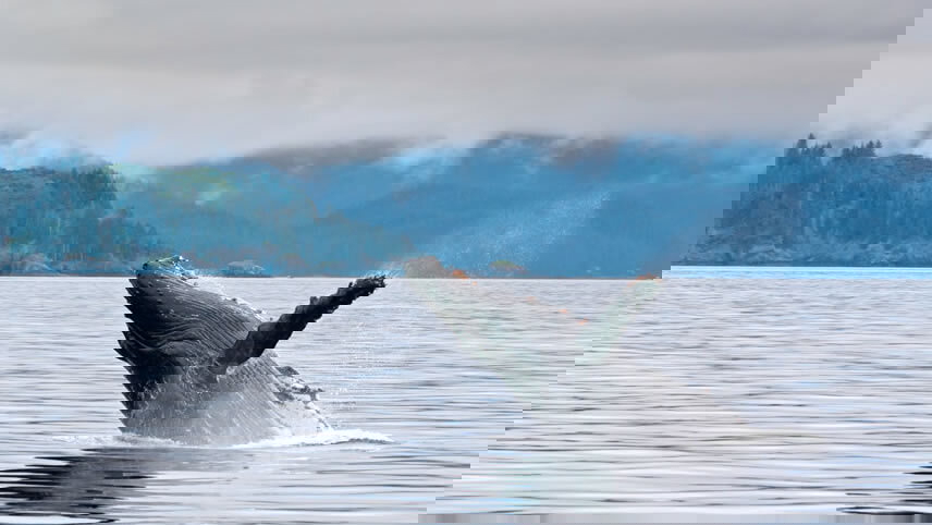 Alaska And British Columbia - Wilderness, Glaciers And Culture (Northbound) 