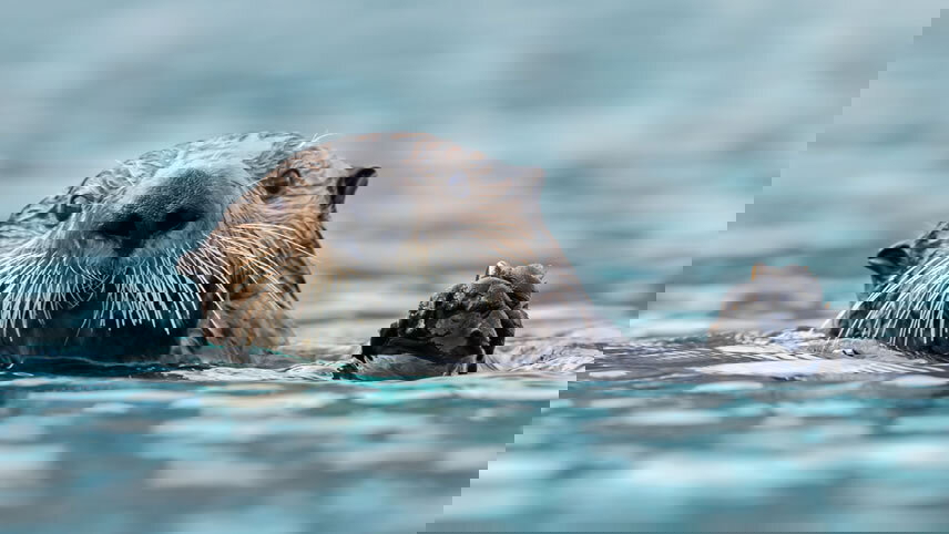 Alaskan Inside Passage