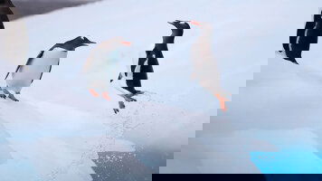 24 Day Antarctic Voyage with Peru (APT)