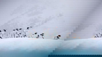 Scenic Antarctica Cruises