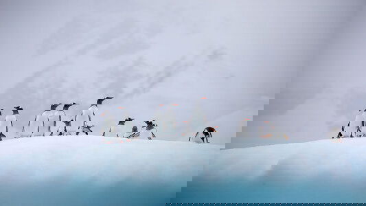 G Adventures Antarctica Small Ship Cruises