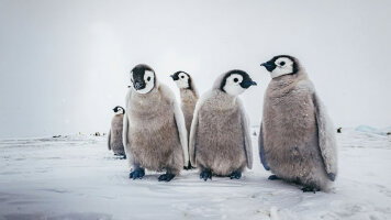 16 Day Beyond the Antarctic Circle: Christmas & New Year's Voyage (Scenic)