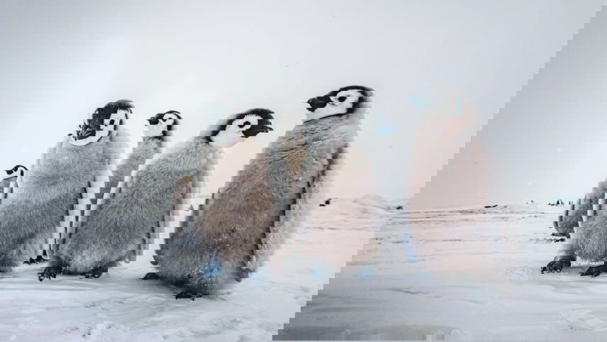 Beyond the Antarctic Circle: Christmas & New Year's Voyage