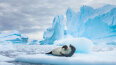 13 Day Antarctic Explorer (Viking)