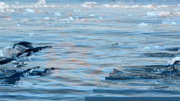 13 Day Antarctica & Uruguay Cruise: Montevideo, Punta Del Este & Port Stanley (Azamara)