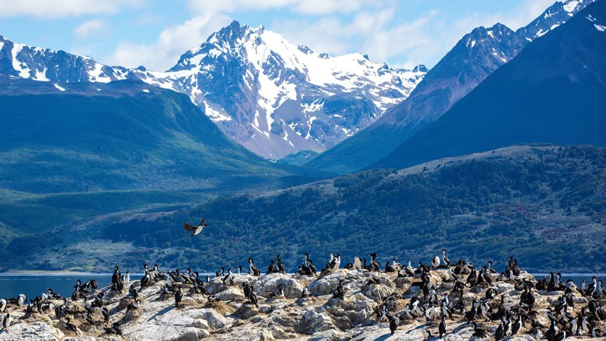 Antarctica & Falklands Expedition (Northbound)