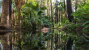 Zebedee Springs