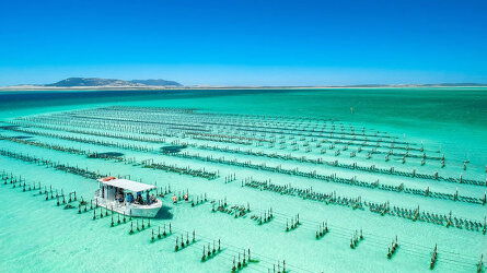 Coffin Bay Oyster Tasting
