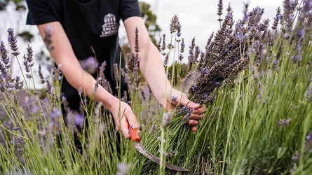 Sample Local Produce