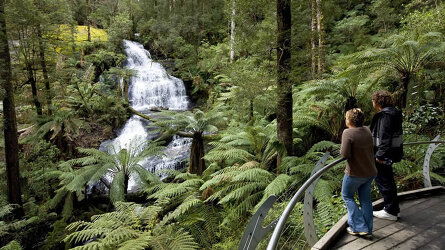 Explore the Forest of the Otway Ranges