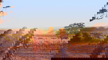 AAT Kings South Australia Tours