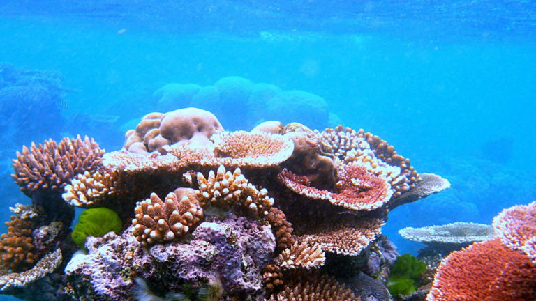 Coral Garden, Ningaloo Reef, WA