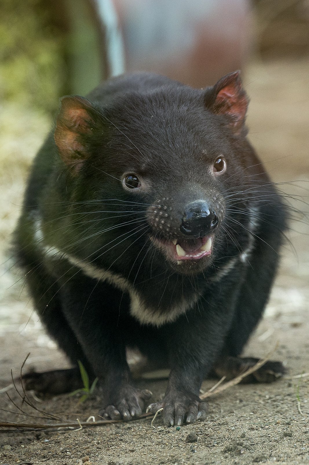 Where to see a Tasmanian Devil