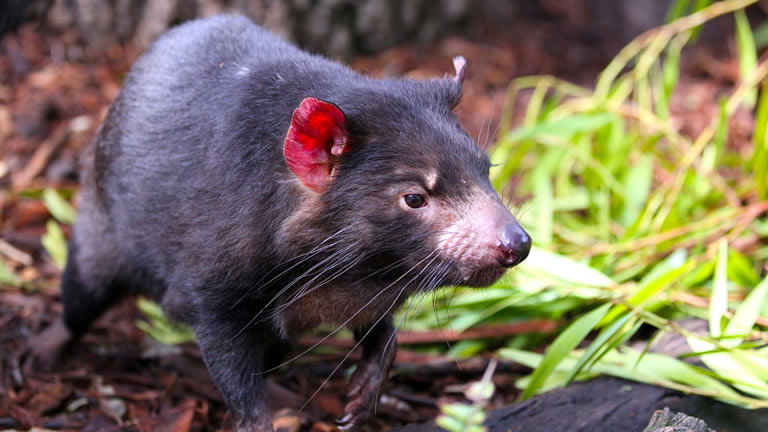 Tasmanian Devil