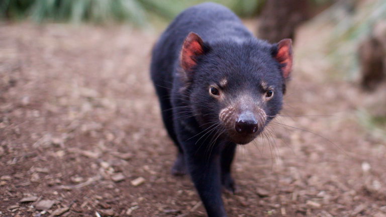 Tasmanian Devil Bonorong Wiildlife Sanctuary