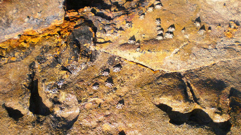 Dinosaur Footprints Broome