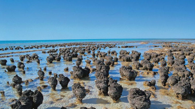 Hamelin Pool, Western Australia