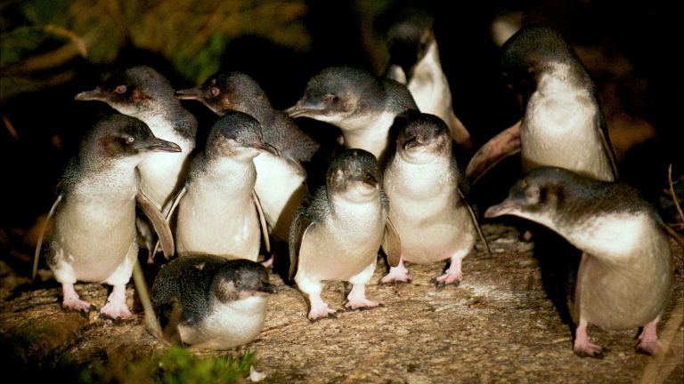 A waddle of fairy (little) penguins, Bicheno A waddle of fairy (little) penguins, Bicheno