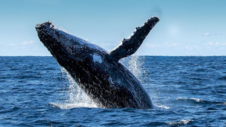 Humpback Whale Rottnest Island