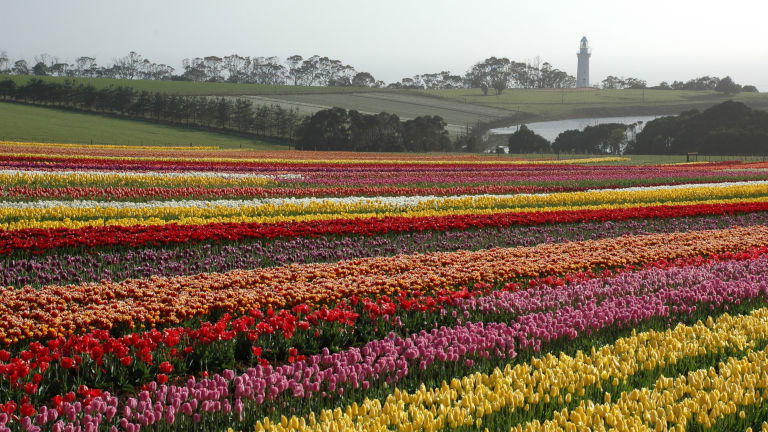 Rainbows of tulips at Table Cape Tulip Farm  Rainbows of tulips at Table Cape Tulip Farm