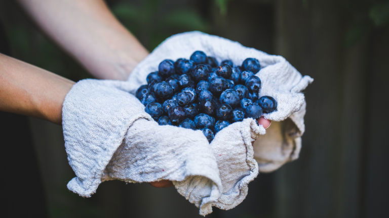 Picking Blueberries