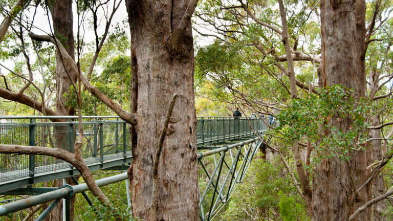 Tree Top Walk Valley of Giants Western Australia