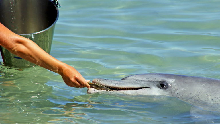 Wild Dolphin Feeding, Monkey Mia, WA Wild Dolphin Feeding, Monkey Mia, WA