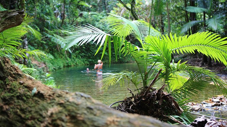 Queensland Rainforest and Reef Escape