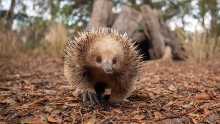 Spot wildlife in their natural habitats