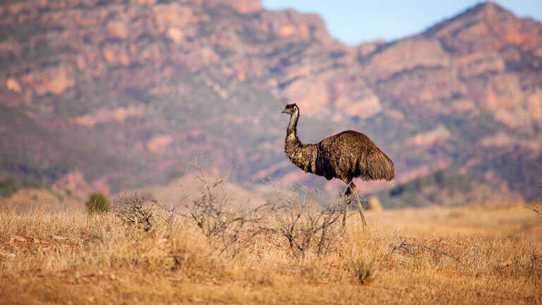 South Australia Flinders Ranges and Wineries
