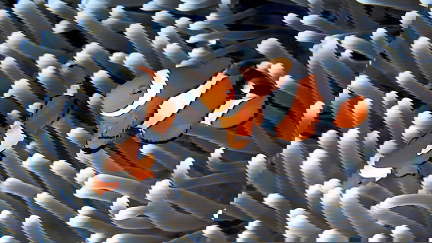 Great Barrier Reef Cruise