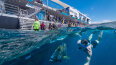7 Day Great Barrier Reef from Brisbane (Carnival)