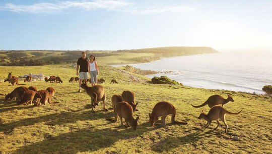 kangaroo island tours for seniors