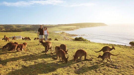 kangaroo island day tours