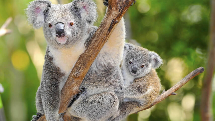 Australia & Bali